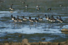 Brent Geese 3