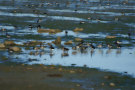 Brent Geese 4