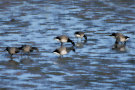 Brent Geese 5