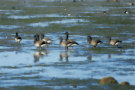 Brent Geese 6