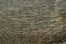 Bronze Texture 5