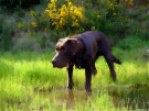 Brown Labrador 10