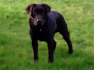 Brown Labrador Dog 4