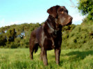 Brown Labrador 7