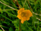 Buttercup 2