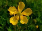 Buttercup 3