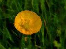 Buttercup 5