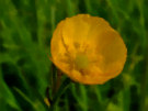 Buttercup 6