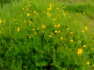 Buttercups