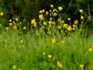 Buttercups 2