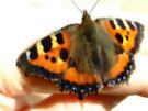 Butterfly (Black Orange And White) On A Human Finger
