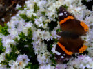 Butterfly (Black Orange And White)