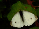 Butterfly 4 (White)