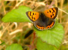 Butterfly 5 (Orange And Brown)