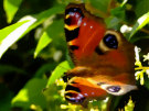 Butterfly 6 (Orange, Brown And Purple)