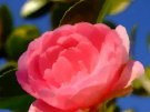 Camellia 2