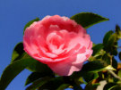 Camellia 3