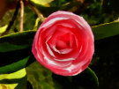 Camellia 4