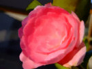 Camellia 6