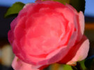 Camellia 7