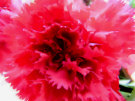 Carnation