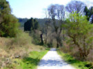 Castlewellan Forest Park 11