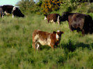 Cattle In Long Grass