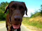 Chocolate Lab 8 (Close Up Of Labrador Face On a Sunny Day)