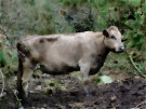 A Cow