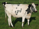 Cow 7