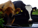 Cows Drinking Water (Jersey Cow And Friesian Cow)