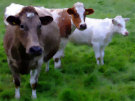 Cows 3 (Assorted Breeds in a Field in Ireland)