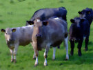 Cows 4