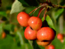 Red Crab Apples