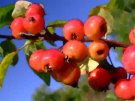 Red Crab Apples 4