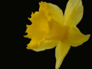 Daffodil 2