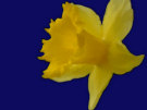 Daffodil 3