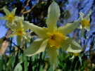 Daffodil 4