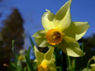 Daffodil 5