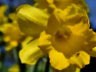 Daffodil 6