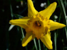 Daffodil 7