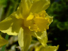 Daffodil 8