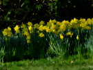 Daffodils