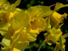 Daffodils 2