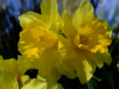 Daffodils 3