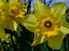 Daffodils 4