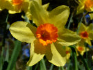 Daffodils 6