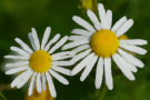 Daisies 2