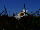 Daisy 1