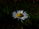 Daisy 2